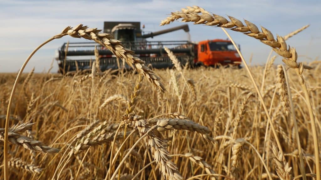 تصريحات "غير دقيقة" لمُساعد وزير التموين حول إنتاج القمح وترتيب الدول المُصدرة