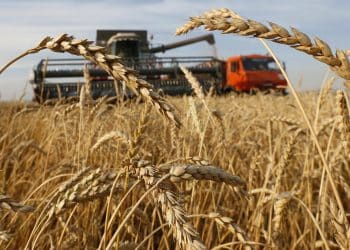 تصريحات "غير دقيقة" لمُساعد وزير التموين حول إنتاج القمح وترتيب الدول المُصدرة