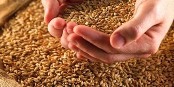 تصريحات "غير دقيقة" لمُساعد وزير التموين حول إنتاج القمح وترتيب الدول المُصدرة
