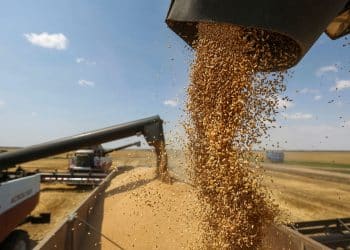 تصريحات "غير دقيقة" لمُتحدث الوزراء حول ترتيب روسيا في إنتاج القمح عالميًا