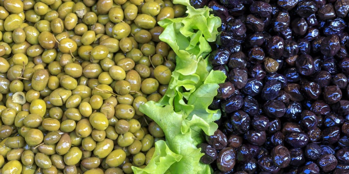 وزير الزراعة يقول إن مصر أكبر دول العالم إنتاجًا للزيتون.. تعرف على ترتيبها الصحيح