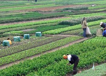 هل فقدت مصر مليوني فدان بسبب "التعديات" كما يقول وزير الري؟