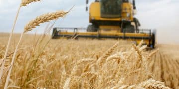 تصريحات "غير دقيقة" لمُتحدث الوزراء حول ترتيب روسيا في إنتاج القمح عالميًا