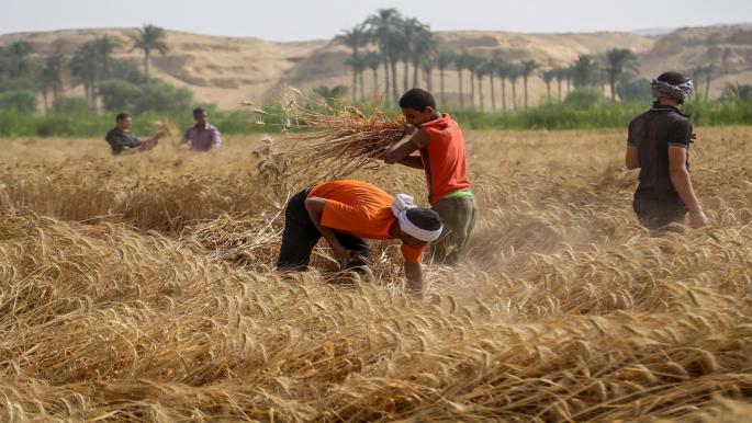 "مِساحة القمح لم تزد عن 3 ملايين فدان مُنذ 4 أو 5 سنوات" نُفند تصريح مُتحدث الزراعة