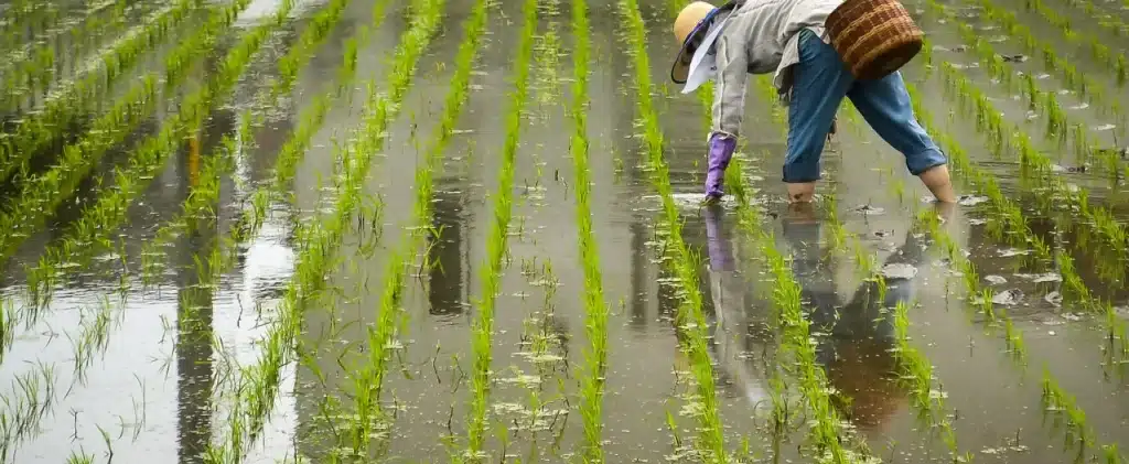 تصريحات غير دقيقة لرئيس شعبة الأرز حول مساحة الأرض المزروعة بالأرز