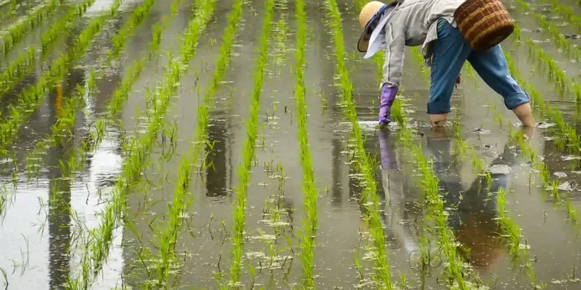 تصريحات غير دقيقة لرئيس شعبة الأرز حول مساحة الأرض المزروعة بالأرز