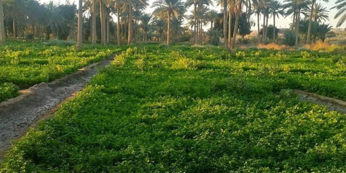 رئيس "زِراعة النواب" يُطلق أرقامًا "غير دقيقة" حول المِساحة الزراعية