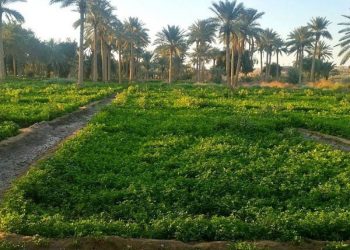 رئيس "زِراعة النواب" يُطلق أرقامًا "غير دقيقة" حول المِساحة الزراعية