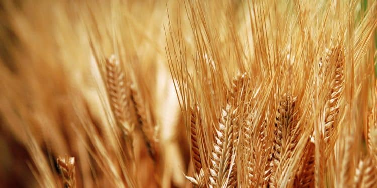 ما هو حجم زيادة مِساحة زراعة القمح في مصر؟