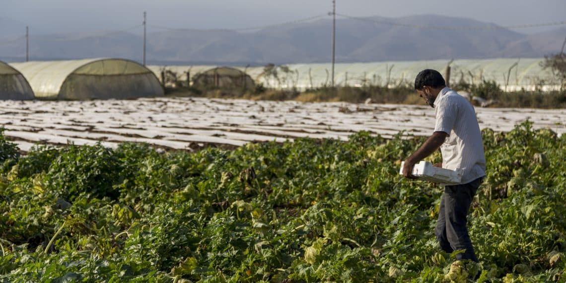 مُتحدث الزراعة يُطلق نِسبة "غير دقيقة" حول عِمالة القِطاع الزراعي