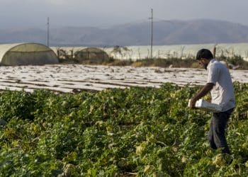 مُتحدث الزراعة يُطلق نِسبة "غير دقيقة" حول عِمالة القِطاع الزراعي