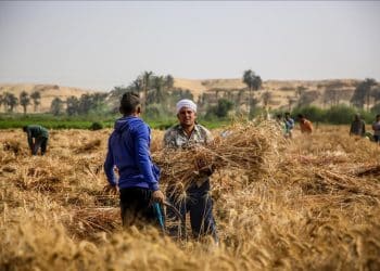 "أسعار القمح لن تتأثر بأزمة أوكرانيا".. نُفند تصريح وكيل "خِطة النواب"