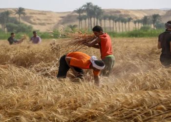 "مِساحة القمح لم تزد عن 3 ملايين فدان مُنذ 4 أو 5 سنوات" نُفند تصريح مُتحدث الزراعة