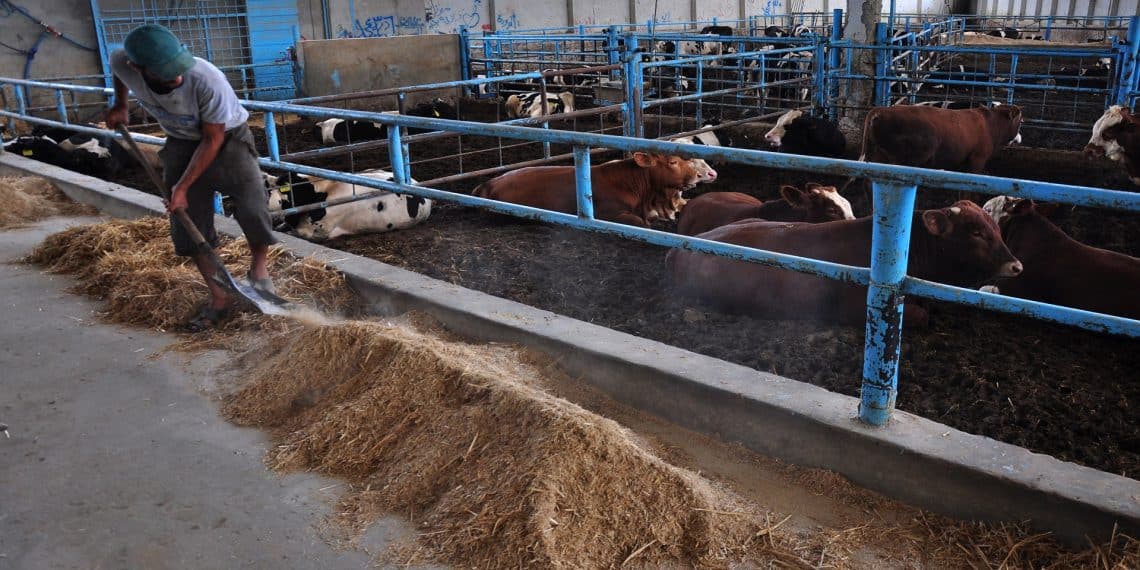 "مصر صاحبة أقل سعر للحوم في العالم".. شاهد كيف فندنا تصريح رئيس الثروة الحيوانية