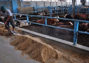 "مصر صاحبة أقل سعر للحوم في العالم".. شاهد كيف فندنا تصريح رئيس الثروة الحيوانية