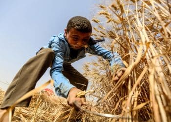 كم يبلغ سعر إردب القمح هذا العام.. الحكومة تعلن 3 أسعار وفقًا لدرجة نظافة القمح