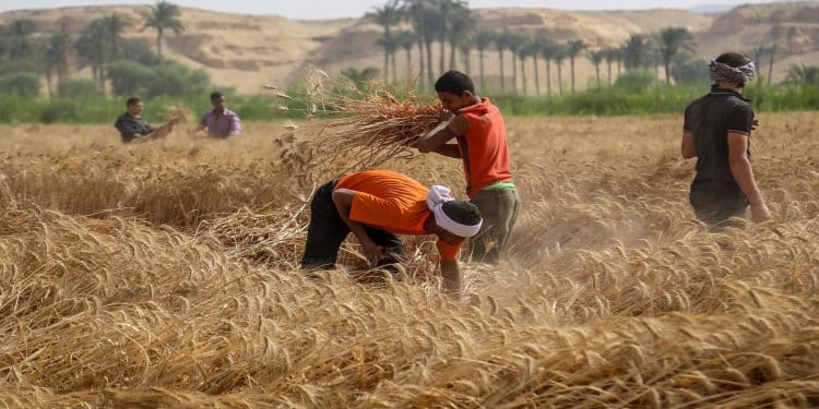 تصريحات الرئيس مُرسي عن نِسبة زيادة محصول القمح "مُضللة"