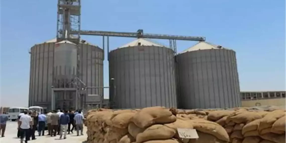 كم يبلغ مخزون مصر من القمح؟ تصريحات مستشار وزير الزراعة “غير دقيقة”
