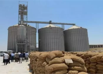 كم يبلغ مخزون مصر من القمح؟ تصريحات مستشار وزير الزراعة “غير دقيقة”