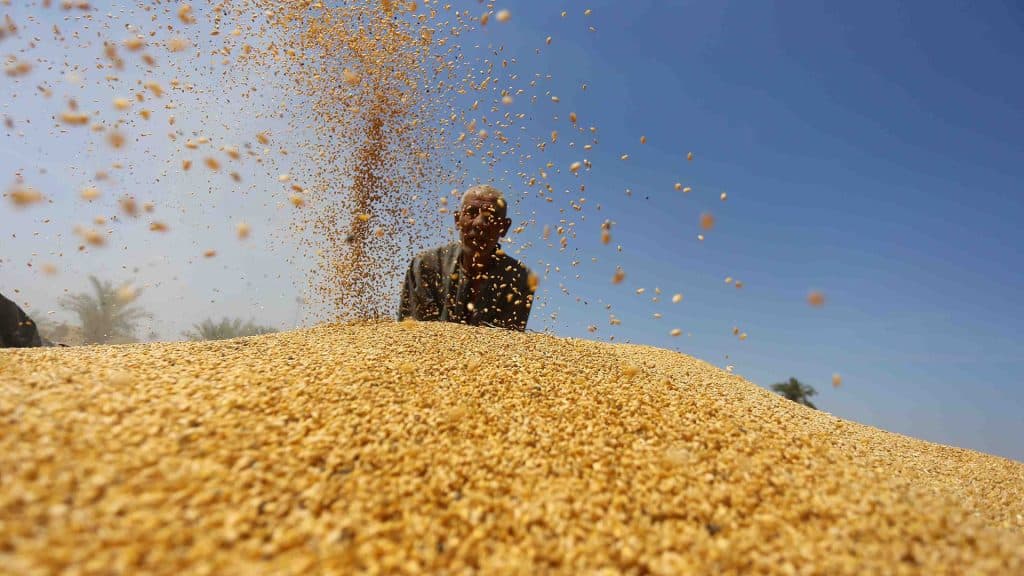 كم يبلغ استهلاك المصريين للقمح؟ تصريحات رئيس الصوامع "مشكوك فيها"
