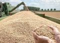 كم تبلغ نسبة الفاقد من إجمالي إنتاج القمح؟ .. تضارب في تصريحات مسؤولي الزراعة 