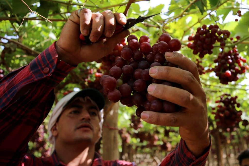 كم تبلغ صادرات مصر من العنب؟ أرقام رئيس المجلس التصديري "غير دقيقة"