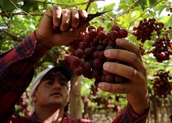 كم تبلغ صادرات مصر من العنب؟ أرقام رئيس المجلس التصديري "غير دقيقة"