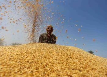 كم يبلغ استهلاك المصريين للقمح؟ تصريحات رئيس الصوامع "مشكوك فيها"