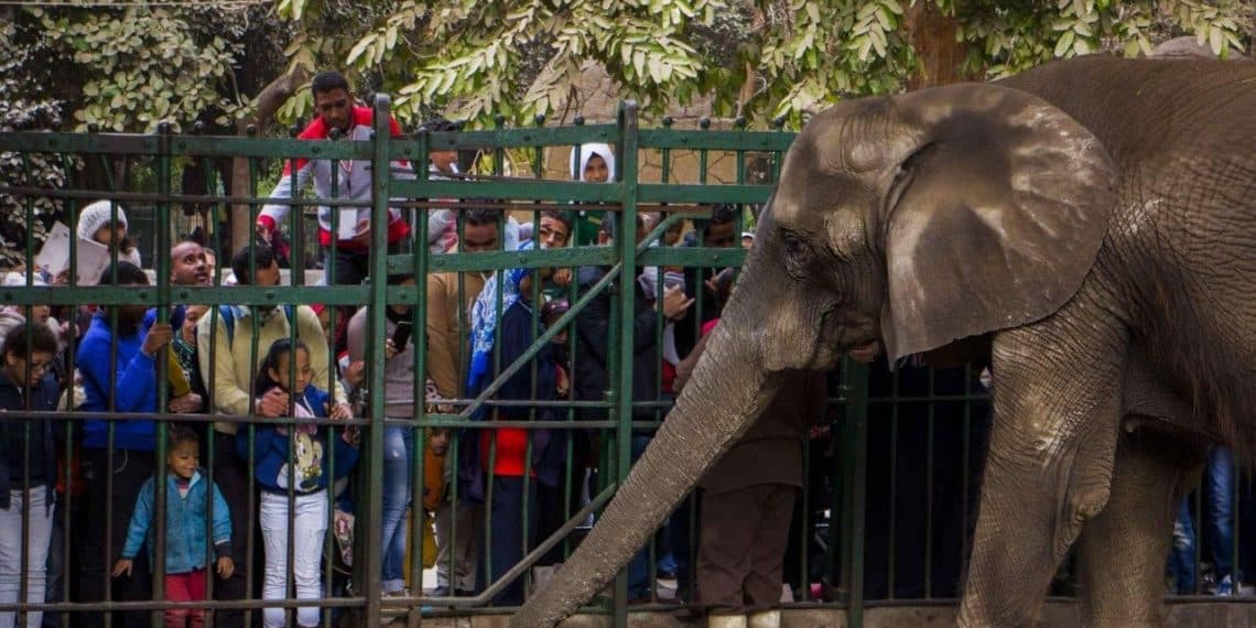 أرقام متضاربة عن عدد زوار حديقة الحيوان إلا أنها "صحيحة".. كيف ذلك؟