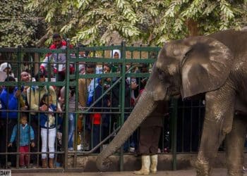 أرقام متضاربة عن عدد زوار حديقة الحيوان إلا أنها "صحيحة".. كيف ذلك؟