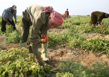 قطاع الزراعة لا يمثل 25% من القوى العاملة.. كيف كشفنا عدم دقة أرقام "القصير"؟