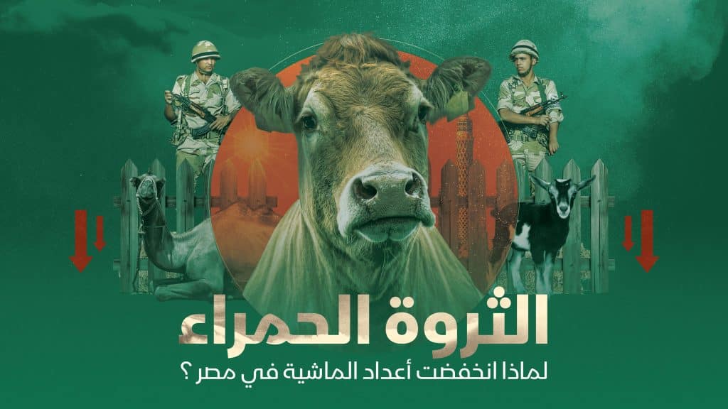 الثروة الحمراء.. لماذا انخفضت أعداد الماشية في مصر؟