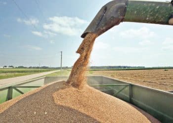 هل حقًا لم يكن مخزون مصر من القمح في 2017 يكفي 12 يومًا؟ 