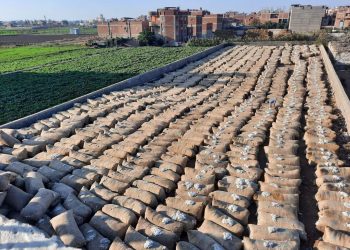 القطن المصري.. أرقام “متحدث الزراعة” حول مساحته وإنتاجه “مضللة”