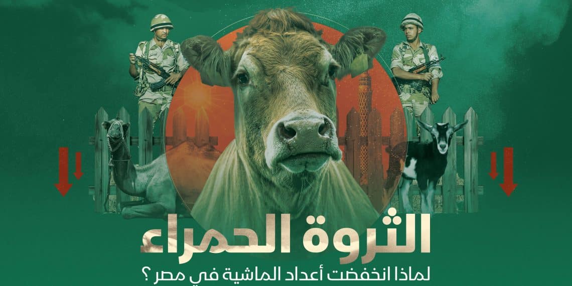 الثروة الحمراء.. لماذا انخفضت أعداد الماشية في مصر؟