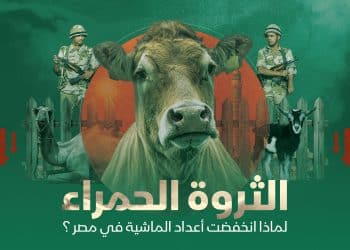 الثروة الحمراء.. لماذا انخفضت أعداد الماشية في مصر؟