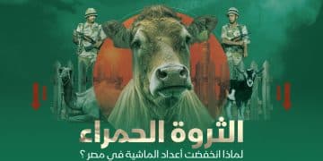 الثروة الحمراء.. لماذا انخفضت أعداد الماشية في مصر؟