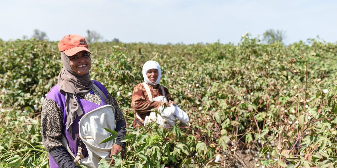 هل زادت مساحة زراعة القطن في مصر منذ 2014؟