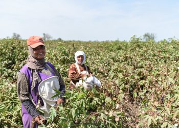 هل زادت مساحة زراعة القطن في مصر منذ 2014؟