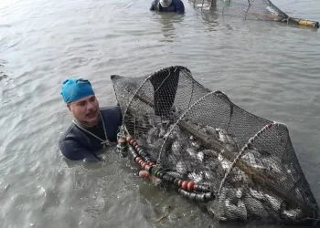 أرقام مدير بحيرة المنزلة المصرية عن إنتاجها السمكي “انتقائي”.. تعرف