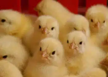 من الذي يعدم “كتاكيت” مصر؟ تصريحات وزير الزراعة “مضللة”