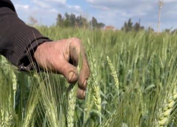 بعد إعلانه منتجًا استراتيجيًا.. ما هي أبعاد أزمة الأرز في مصر؟