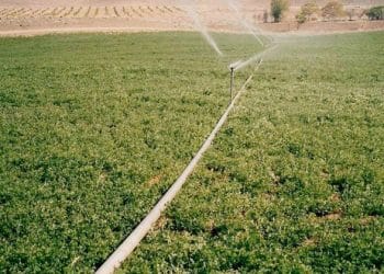 غير دقيق.. هل أضافت مصر 2 مليون فدان للرقعة الزراعية منذ 2015؟