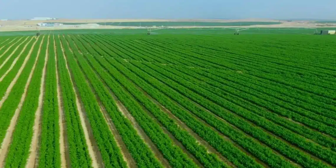 هل تستصلح مصر مئات الآلاف من الأفدنة سنويًا كما يقول مسؤول بـ”الزراعة”؟