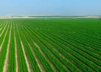 هل تستصلح مصر مئات الآلاف من الأفدنة سنويًا كما يقول مسؤول بـ”الزراعة”؟