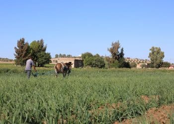 “تونس تملك مليون هكتار من الأراضي” نتحقق من ادعاء فاضل عبد الكافي