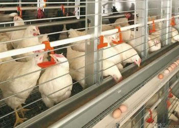 هل تكفي الأعلاف المُفرج عنها بالموانئ المصرية احتياجات السوق الداجني؟