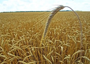 إنتاج مصر من القمح وحجم استيراده واستهلاكه ونصيب الفرد منه.. أرقام رسمية “غير دقيقة”