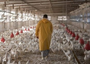 المصدر: عربي بوست