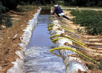 المصدر: الفاو